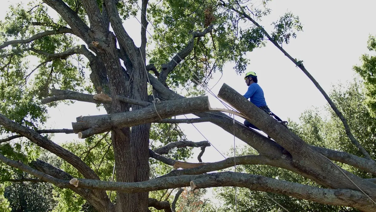 Professional Crown Thinning performed by certified arborists in Pleasant Dale