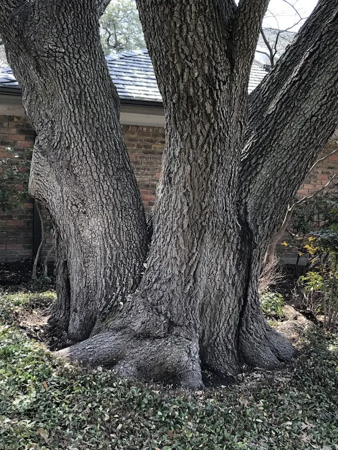 Mature heritage tree close to a Pleasant Dale property cared for by certified arborists